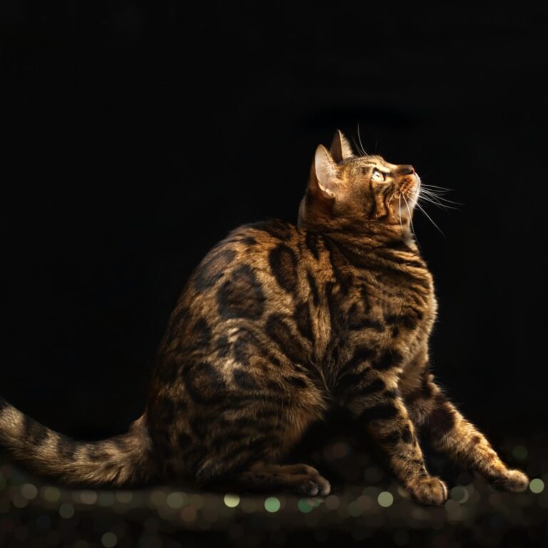 2020Animals___Cats_Beautiful_expensive_bengal_cat_on_a_black_background_146622_31